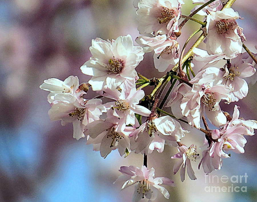 Weeping Cherry Blossoms Photograph by Janice Drew