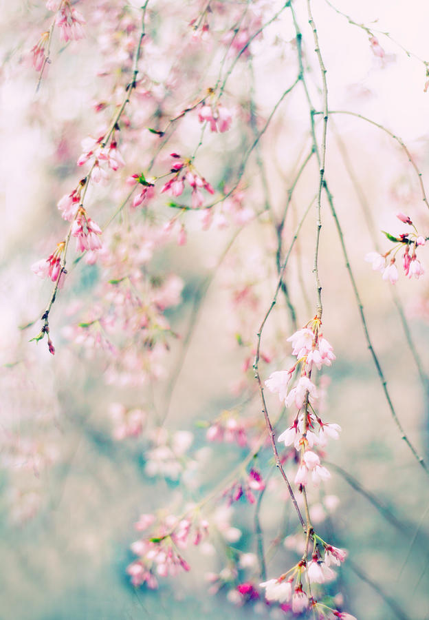 Spring Photograph - Weeping Cherry Blossoms by Jessica Jenney