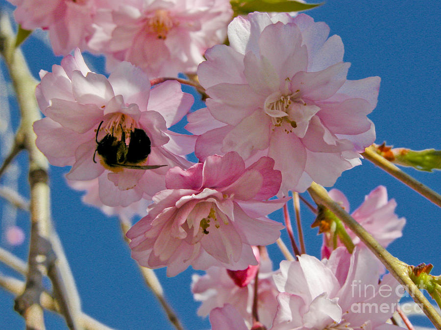 Flower Photograph - Weeping Cherry Tree Blossoms by Tom Brickhouse