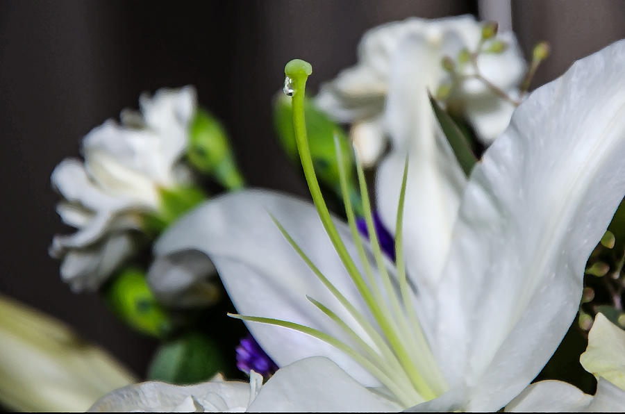 Weeping Lily Photograph by Susan McMenamin