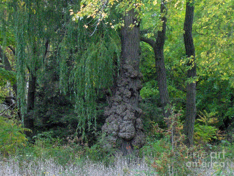 Weeping Willow and Knotty Friend Photograph by Brenda Brown