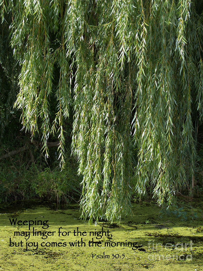 Weeping Willow Photograph by Ann Horn