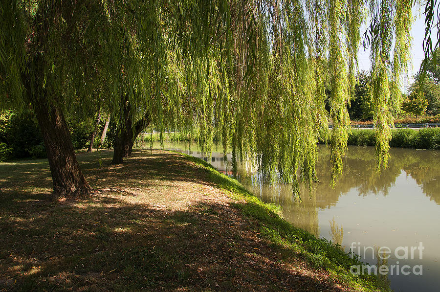 Weeping willow Photograph by Brenda Kean