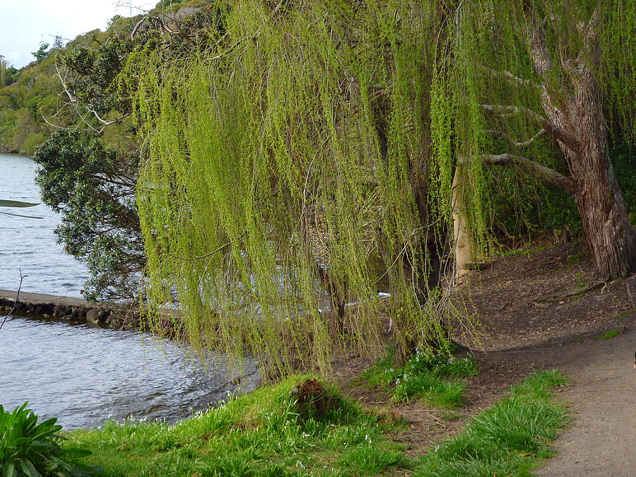 Tree Photograph - Weeping Willow by Brian  Hanna