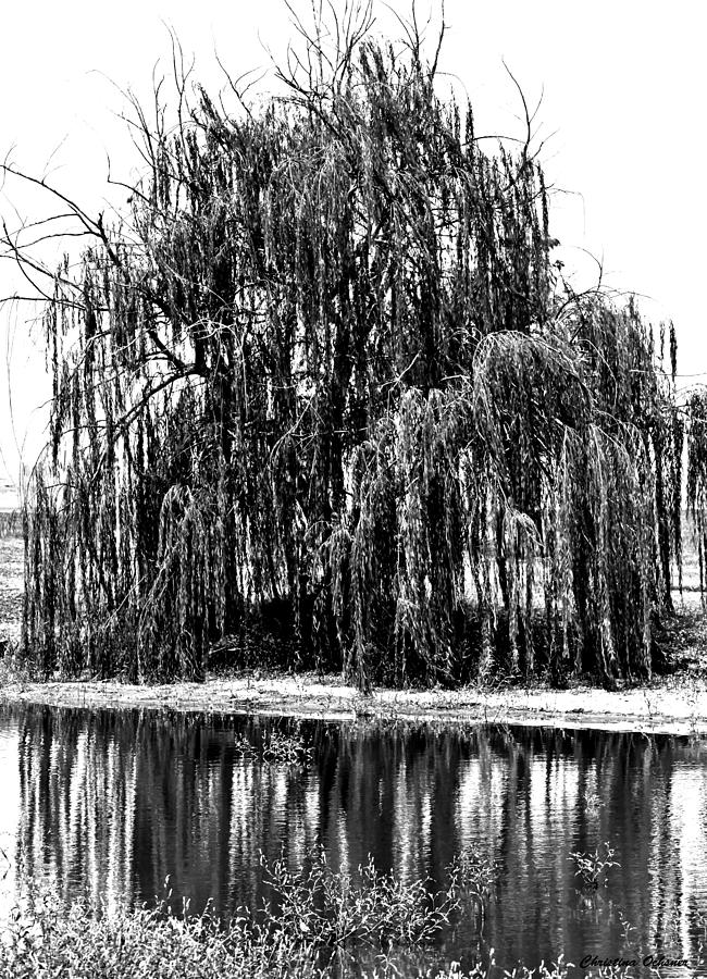 Weeping willow Photograph by Christina Ochsner