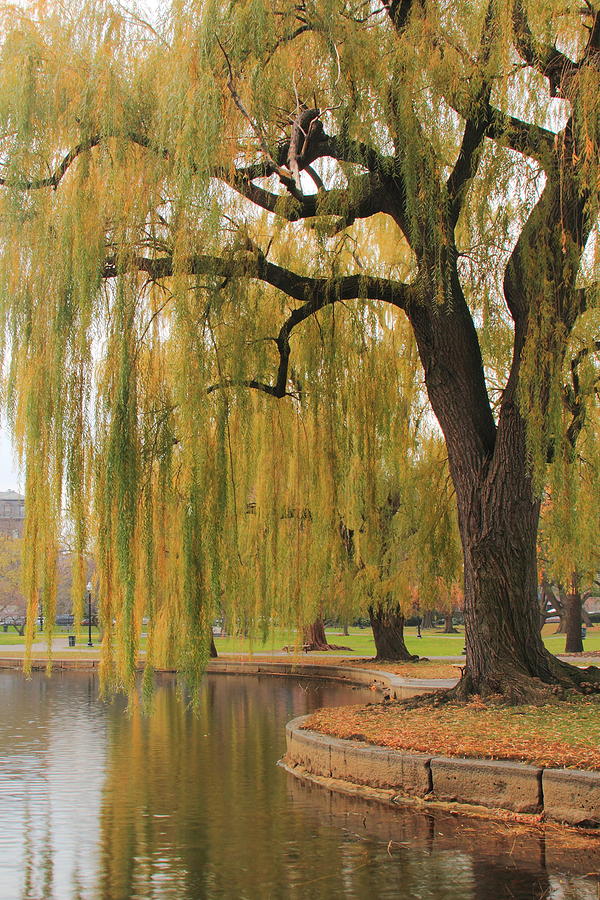 Weeping Willow in Boston Public Gardens Photograph by Roupen Baker