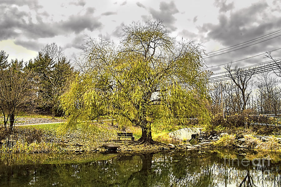 Weeping Willow Photograph by Jim Lepard
