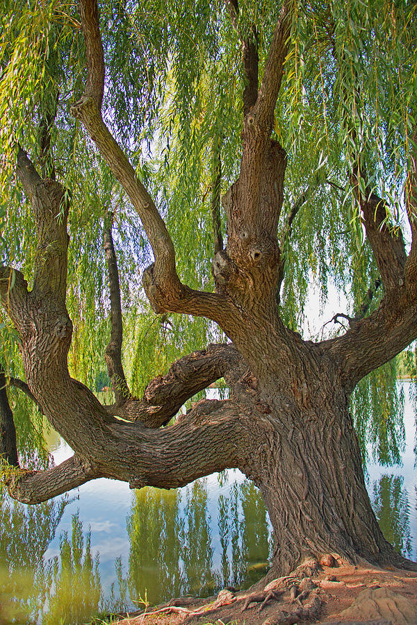 Weeping Willow Photograph by Kathleen Scanlan