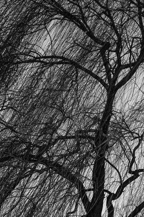 Cemetery Photograph - Weeping Willow by Robert Hebert