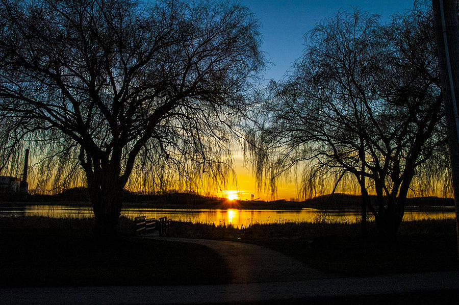 Weeping Willow Sunset Photograph by Kevin Cable