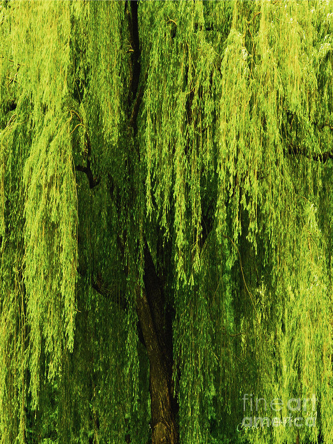 Weeping Willow Tree Enchantment  Photograph by Carol F Austin