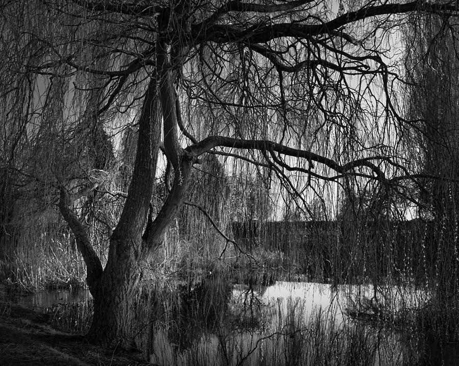 black and white willow tree photography