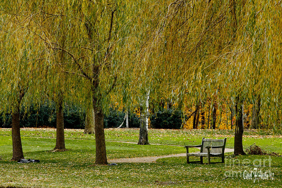 Weeping Willow Tree Wall Art Photograph by Carol F Austin