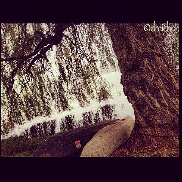 Nature Photograph - #weeping #willow #weepingwillow #nature by Denise Reicher