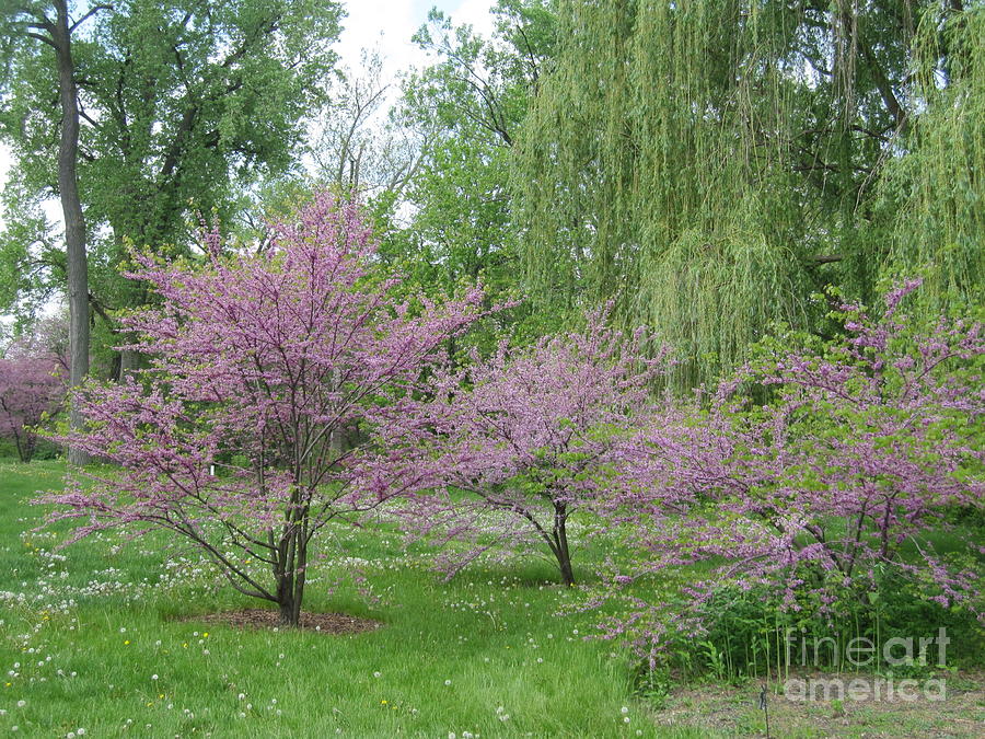 Weeping Willows 2 Photograph by Terry Hunt - Fine Art America