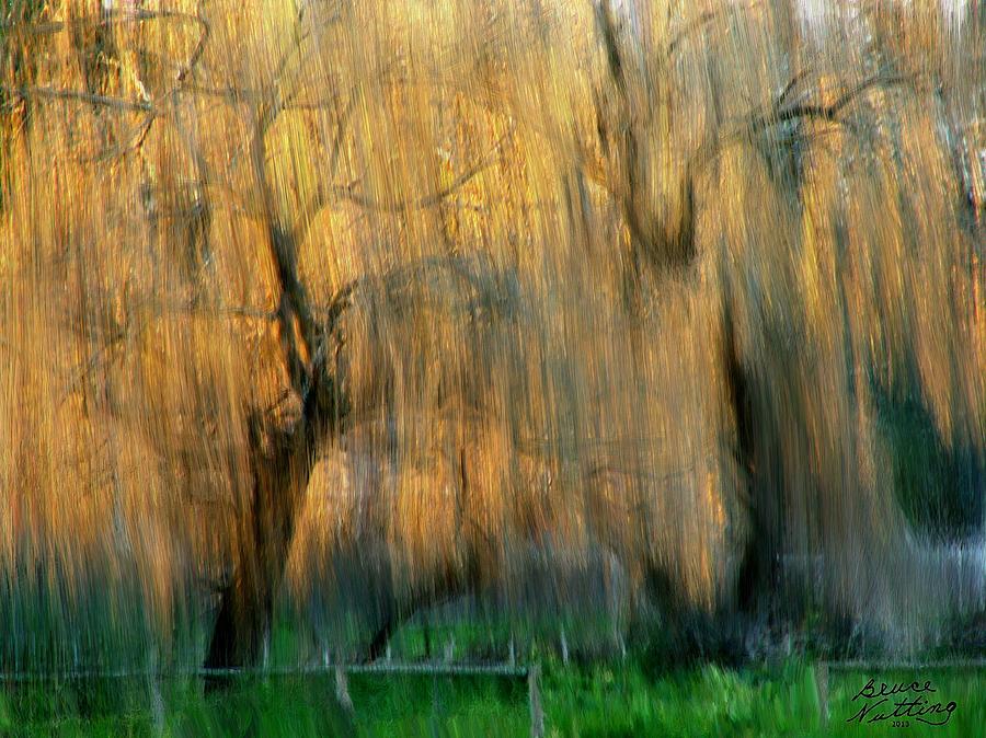Weeping Willows in the Rain Painting by Bruce Nutting