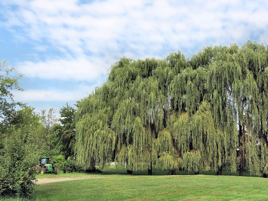 Weeping Willows Photograph by Janice Drew