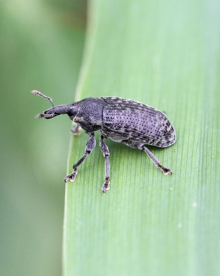 Weevil Photograph by Doris Potter