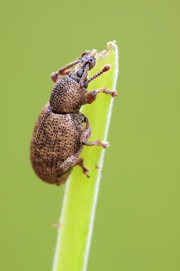 Insects Photograph - Weevil by Heath Mcdonald
