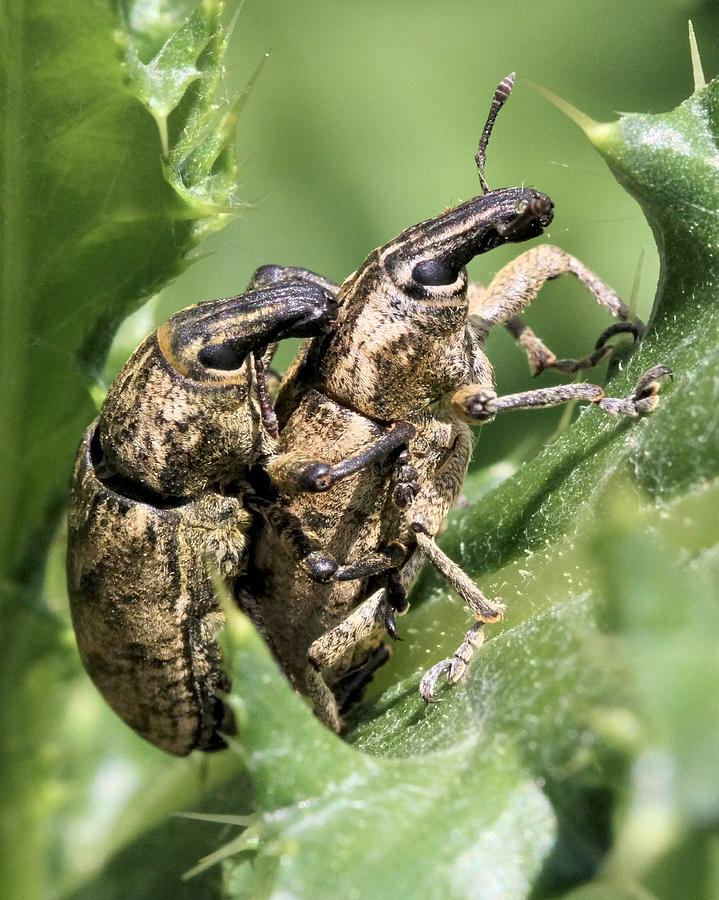 Weevil Love Photograph by Doris Potter