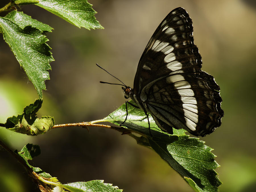 Weidemeyers Admiral Butterfly Photograph by Thomas Young