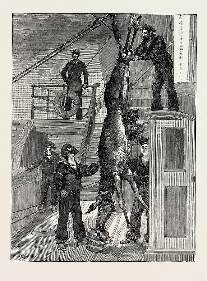 Vintage Drawing - Weighing The Princes Elk On Board The Osborne by Swedish School