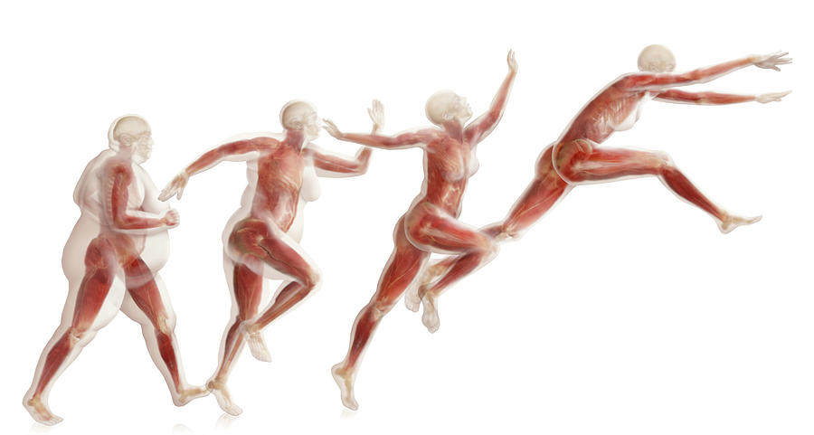 3d Visualization Photograph - Weight Loss, Fat To Muscle Ratio by Anatomical Travelogue 3d Visualization Photograph - Weight Loss, Fat To Muscle Ratio by Anatomical Travelogue