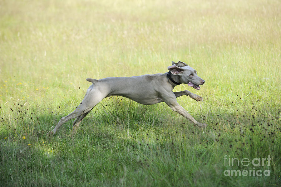 Weimaraner Dog Running Photograph by John Daniels