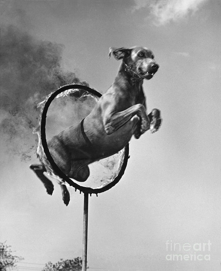 Weimaraner Jumping Through A Ring Photograph by M E Browning