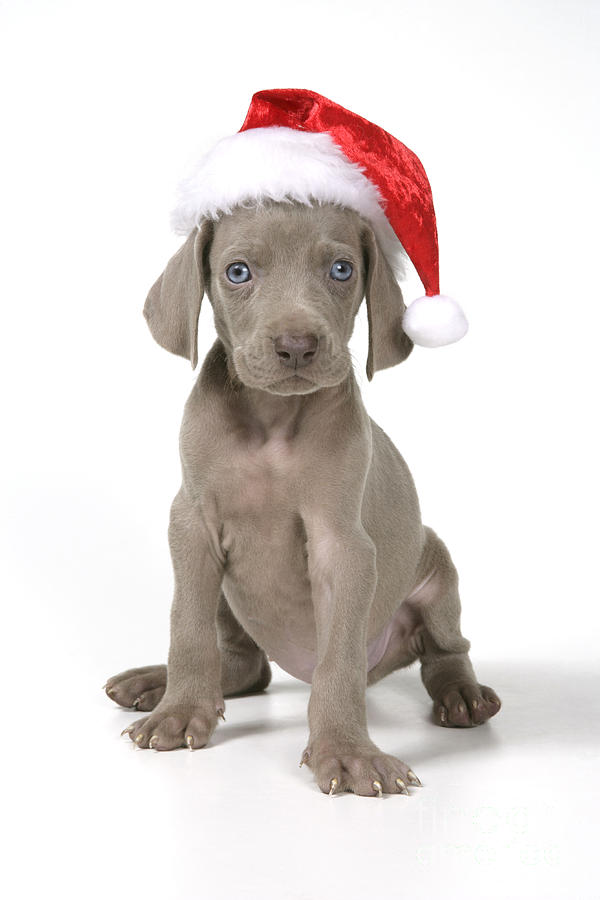 Christmas Photograph - Weimaraner With Christmas Hat by John Daniels