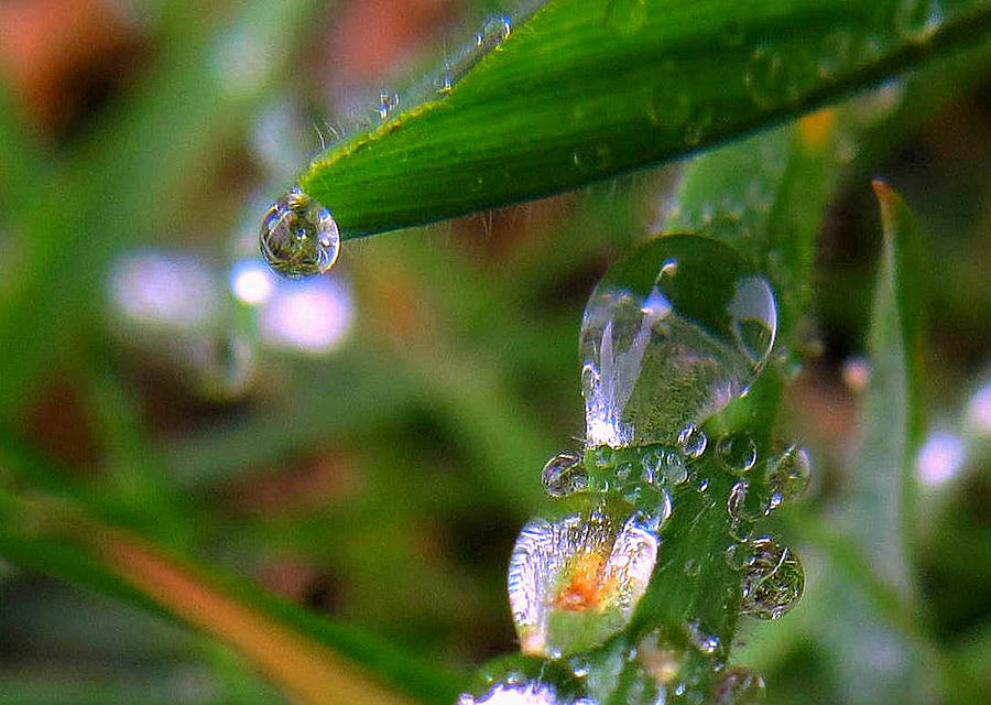Weird Drops Photograph by Suzy Piatt