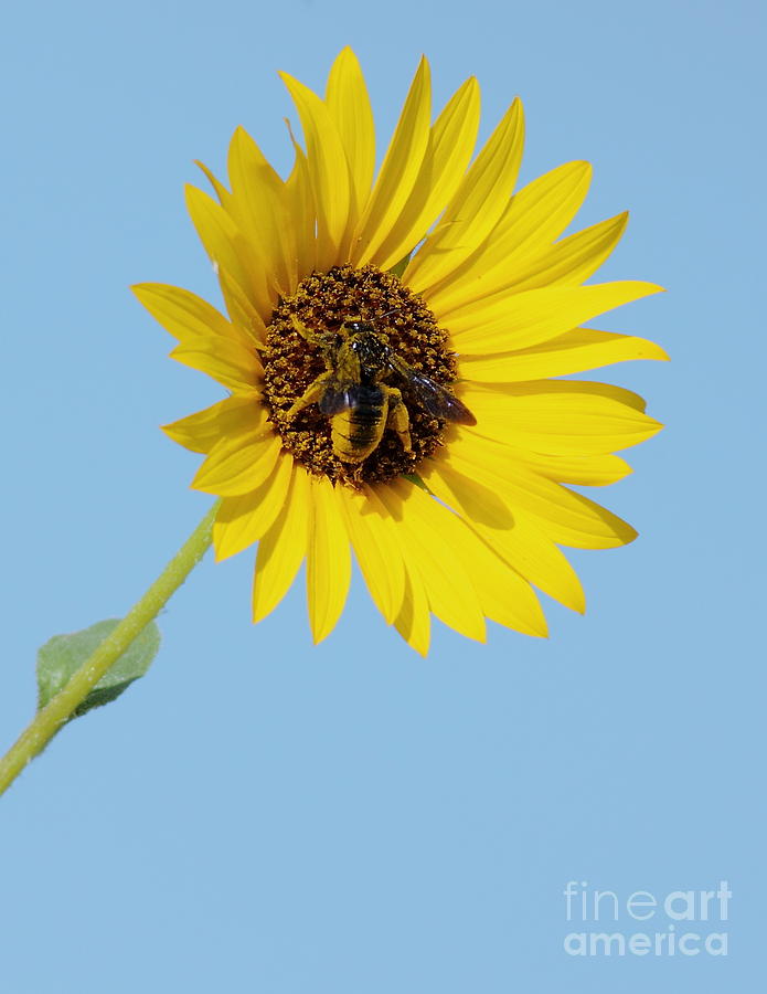 Weird Giant Bee Photograph by Robert Frederick