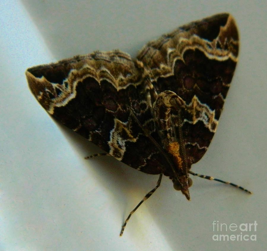 Weird Moth 2 Photograph by Gallery Of Hope 