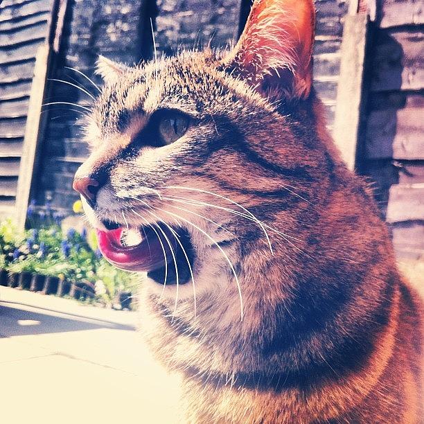 Weird Photo Of My Cat Licking Her Lips Photograph by Hannah Pearson