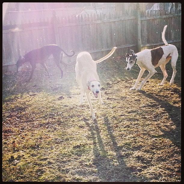Sighthound Photograph - Weirdos #puppystream #maudepup by Taryn Lyn