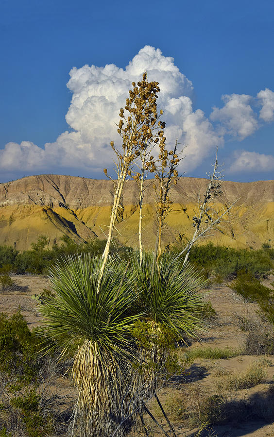 Big Bend National Park Photograph - Weishaupt by Skip Hunt
