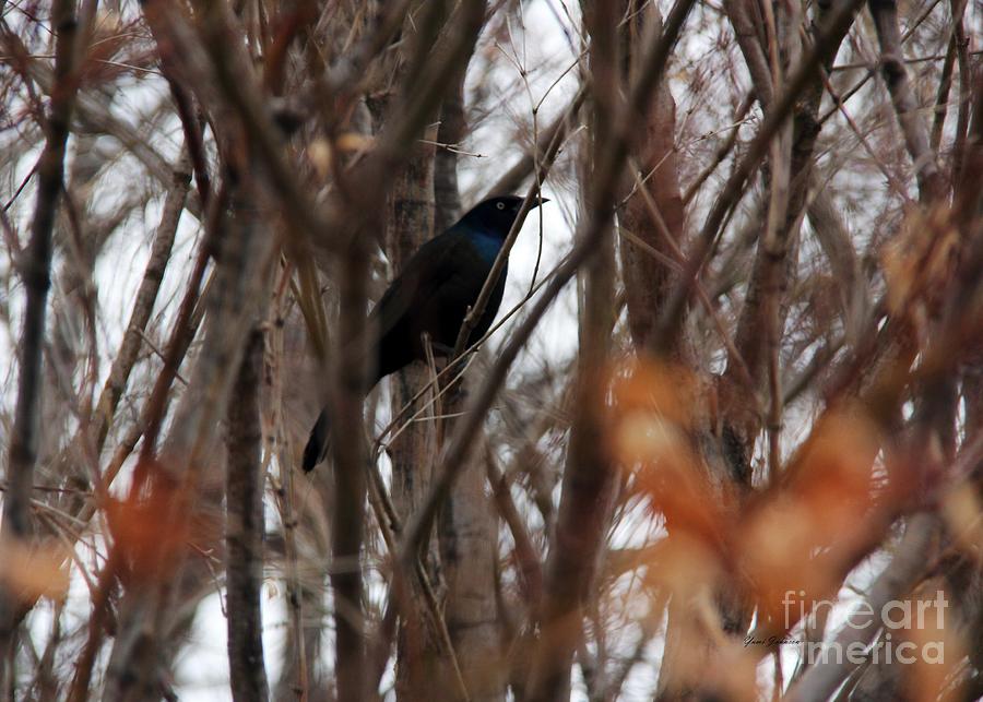 Welcome back Grackle Photograph by Yumi Johnson