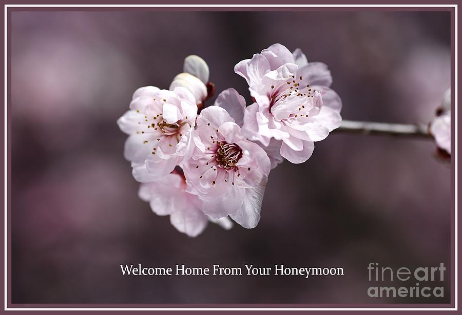 Welcome Home From Your Honeymoon Spring Photograph by Joy Watson