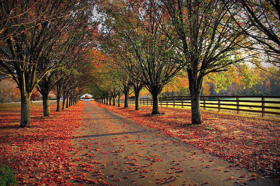 Welcome Home Bradford Pear Lined Drive-Way Photograph by Reid Callaway