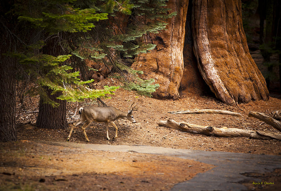 Welcome home - Sequoia National Forest Photograph by Angela Stanton