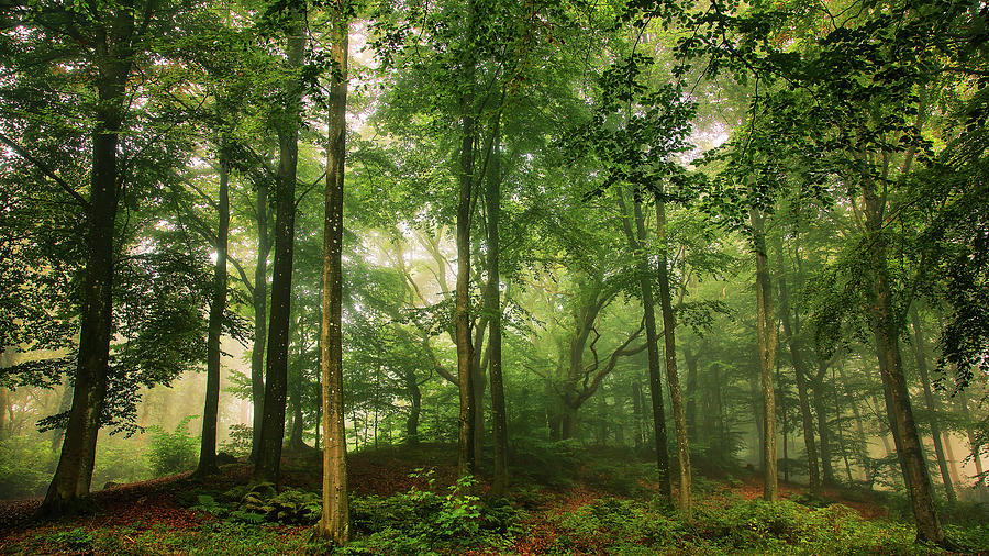 Welcome In The Forest. Photograph by Leif L??ndal