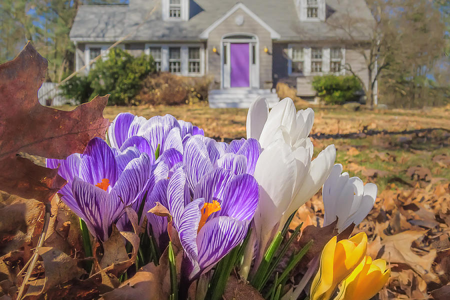 Welcome mat of Spring crocuses Photograph by Sylvia J Zarco
