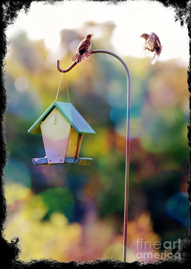 Bird Photograph - Welcome Neighbor - Digital Art by Carol Groenen