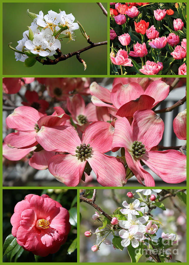 Spring Photograph - Welcome Spring Collage by Carol Groenen
