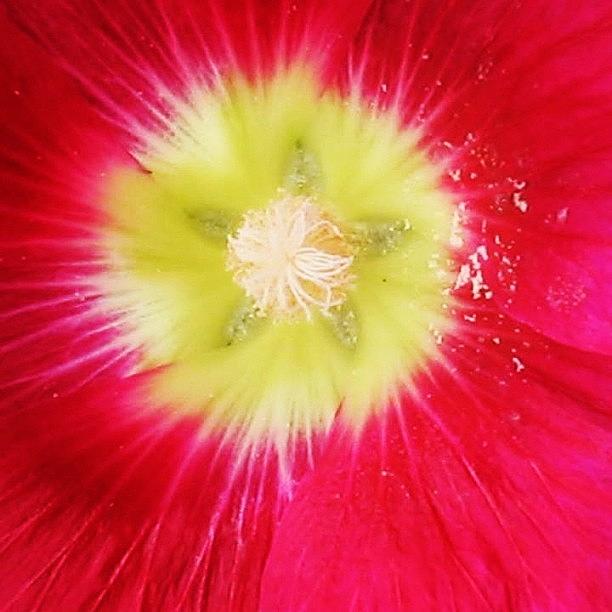 Flowers Still Life Photograph - Welcome Spring..... Flower Mandala by Sandra Lira