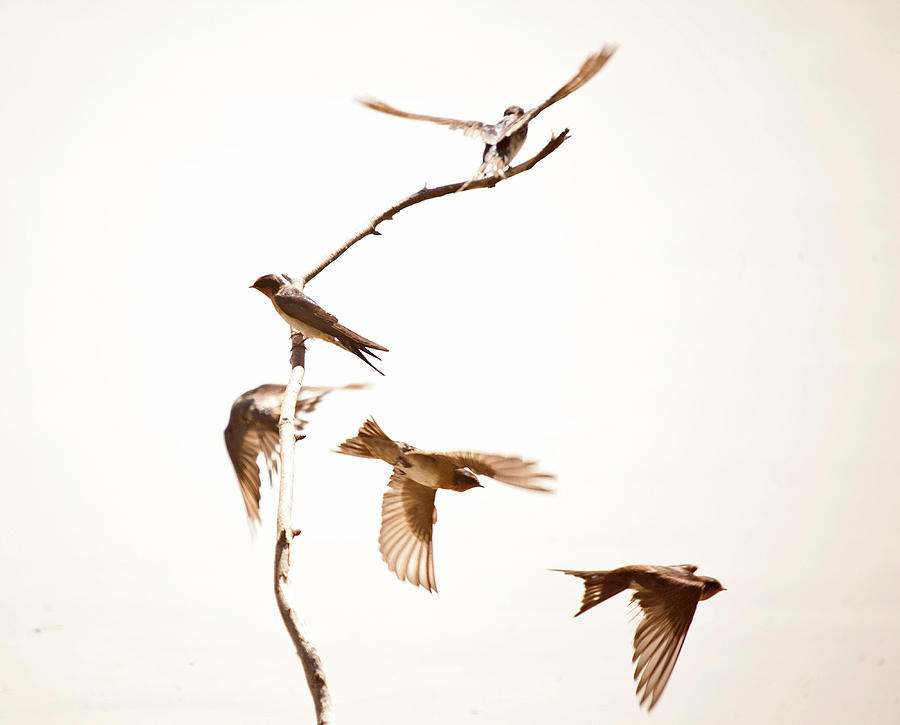 Swallow Photograph - Welcome Swallow 10 by Kurien Yohannan