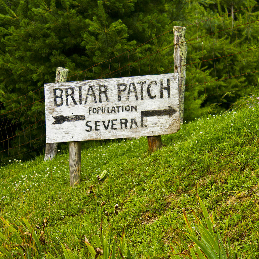 Insects Photograph - Welcome to Briar Patch by JT ONeal