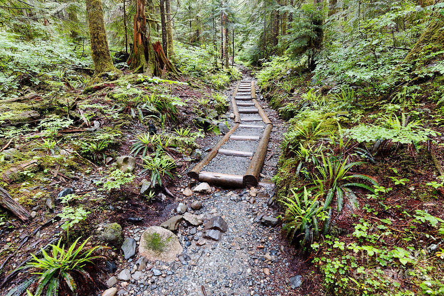 Welcome to the Forest - We got pines and ferns - Washington State Photograph by Silvio Ligutti