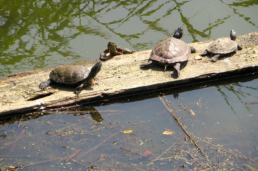 Welcome to the turtle bar Photograph by Kenneth Summers - Fine Art America