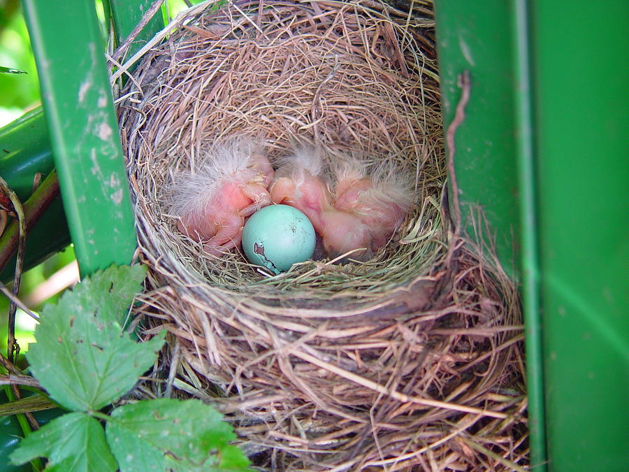 Welcome To The World - Hatching Baby Robin Photograph by James Scott ...